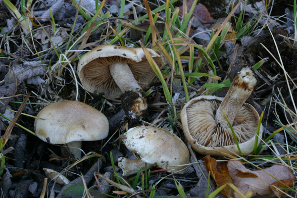 Quiz: sotto Salix caprea